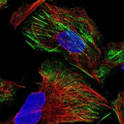 ZNF846 Antibody, Novus Biologicals:Antibodies:Primary Antibodies